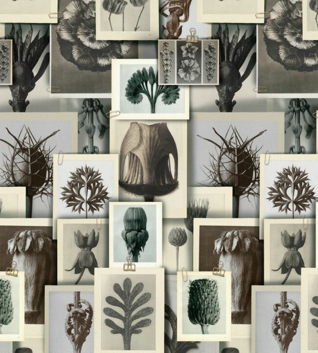 Mind the Gap Blossfeldt&#039;s Art Forms Behang WP20595