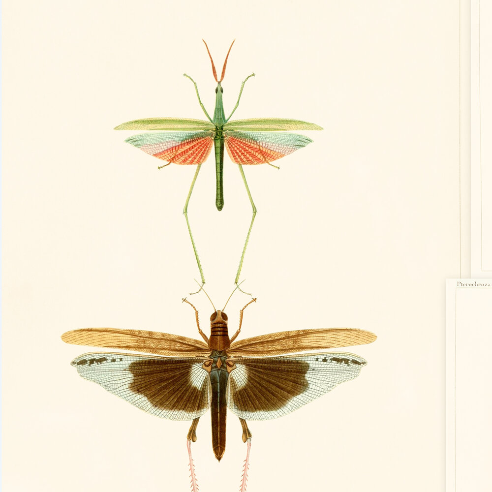 Mind the Gap Entomology Behang WP20233