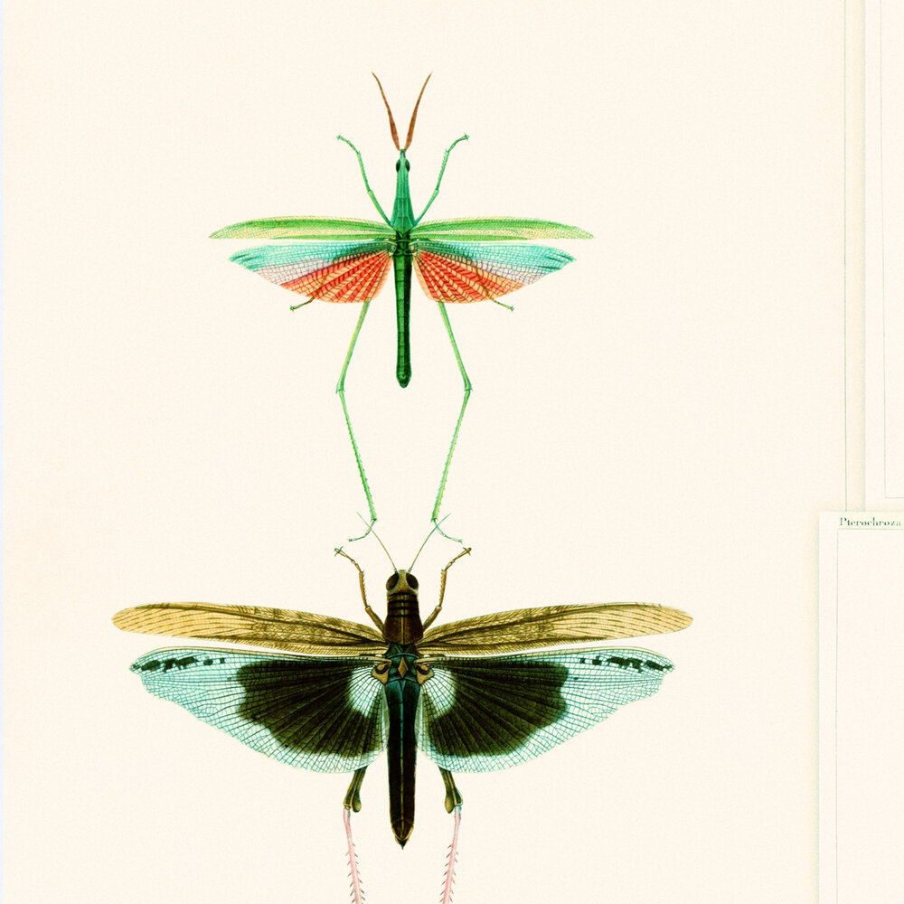 Mind the Gap Entomology Behang WP20234
