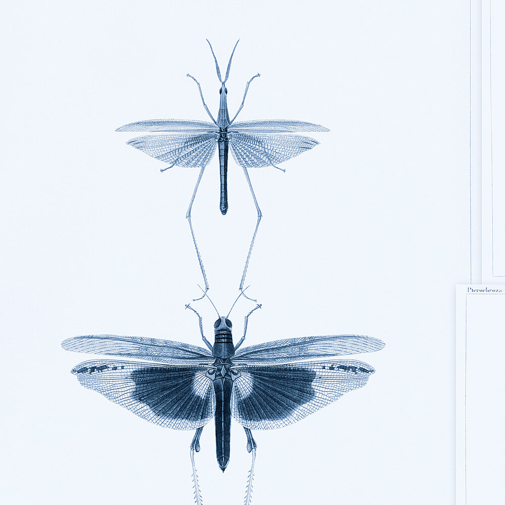 Mind the Gap Entomology Behang WP20235