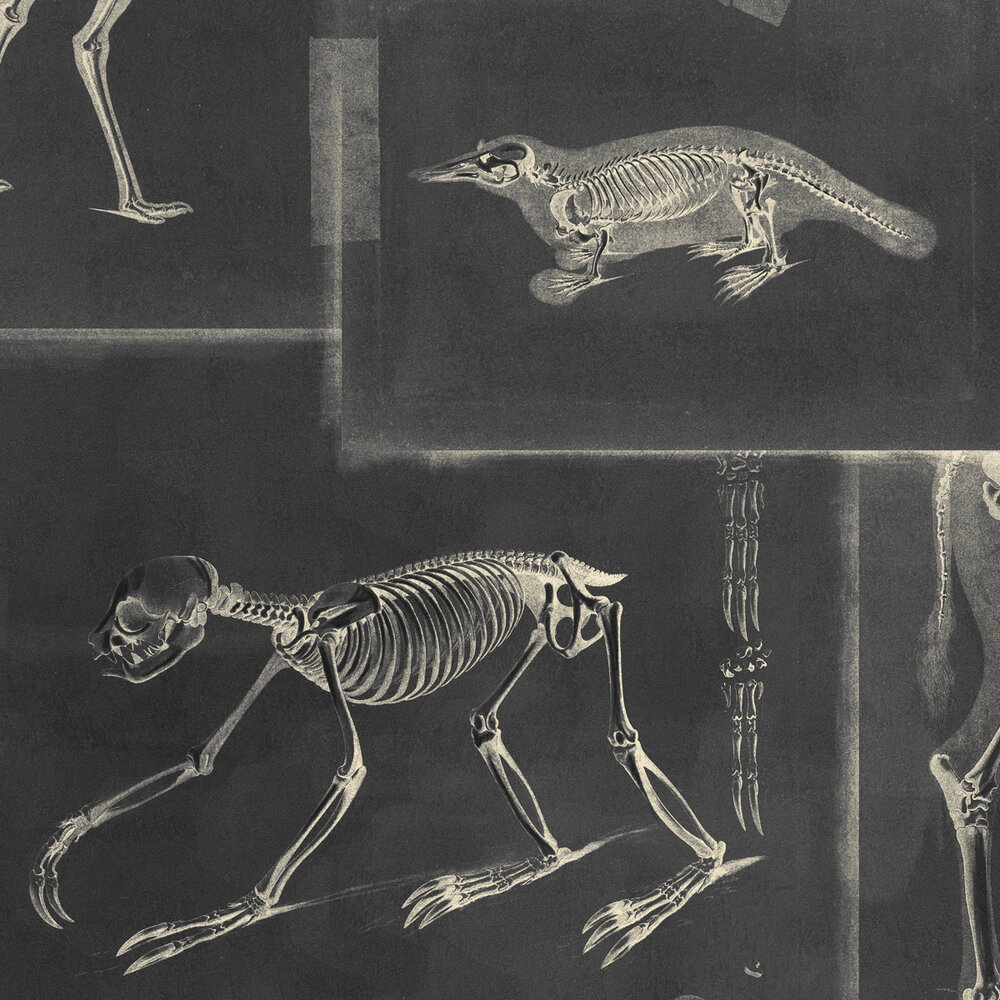 Mind the Gap Zooarchaeology Behang WP20237