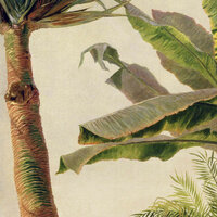 Les Dominotiers Banana Tree Behang
