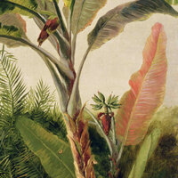 Les Dominotiers Banana Tree Behang