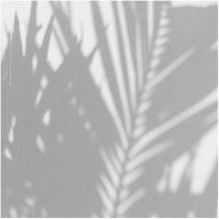 Les Dominotiers Palm Shadow Behang