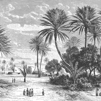 Les Dominotiers Oasis Behang
