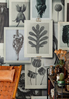 Mind the Gap Blossfeldt&#039;s Art Forms Behang WP20595