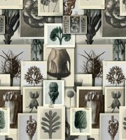 Mind the Gap Blossfeldt&#039;s Art Forms Behang WP20595