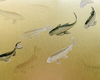 Coordonne Koi Behang - Gold 9600060
