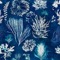 Mind the Gap Algae Behang Navy Blue WP20296
