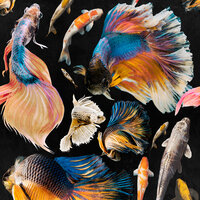 Mind the Gap GOLDFISH Behang Anthracite WP20301