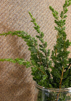 Thibaut Santa Fe Behang - Grasscloth Resource Volume 3 collectie