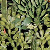 Mind the Gap Opuntia Behang Designer Wallpaper 2017 WP20165