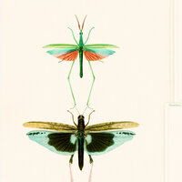 Mind the Gap Entomology Behang WP20234