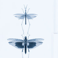 Mind the Gap Entomology Behang WP20235