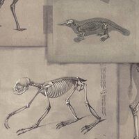 Mind the Gap Zooarchaeology Behang WP20236