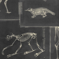 Mind the Gap Zooarchaeology Behang WP20237