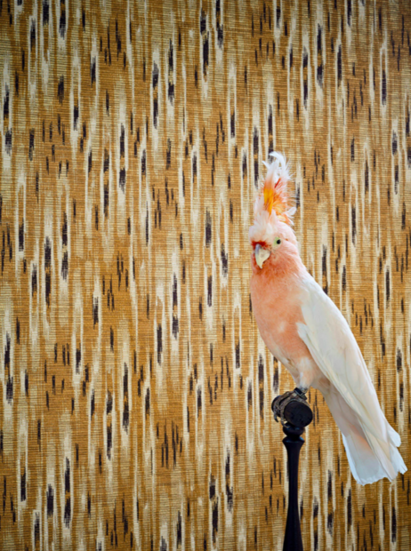 Pierre Frey Caracal Behang FP627001  