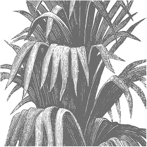 Les Dominotiers Aloes Behang