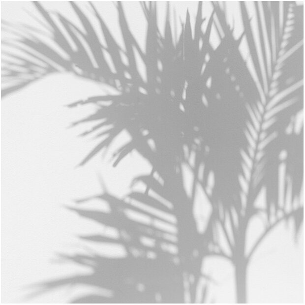 Les Dominotiers Palm Shadow Behang