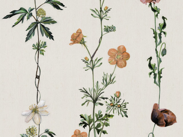 Coordonne Climbing Flowers Behang 9500060