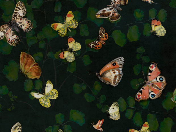 Coordonne Magic Butterflies Behang 9500050
