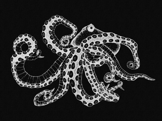 Coordonne Octopus X-Ray Behang 9500802