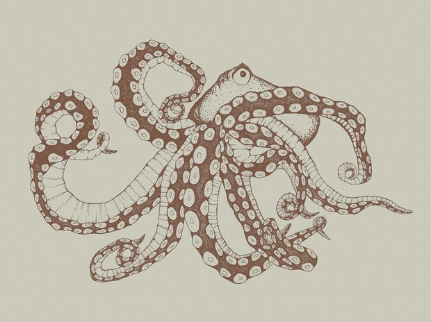 Coordonne Octopus X-Ray Behang 9500801