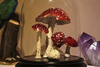 Opgezette Paddenstoelen In Glazen Stolp Opgezette Paddenstoelen In Glazen Stolp