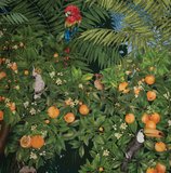 matthew williamson Orange Grove behang w7493-01 tropisch behang groot