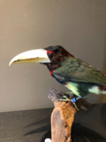 Opgezette Toucanet Vogel