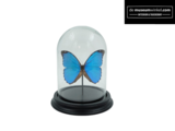 Blauwe Vlinderstolp met Morpho Didius vlinder