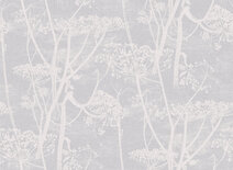 Cow Parsley