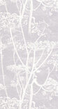 Cow Parsley