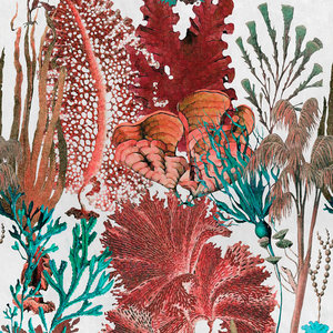Mind the Gap Coral Reef Behang WP20299