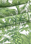 Thibaut Palm Botanical Behang 01