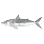 Catchii Zwart-Wit Vis Behangcirkel