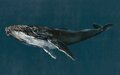 Coordonne Humpback Whale Behang